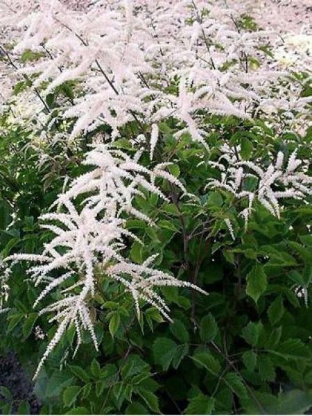 Barbe-de-Bouc 'Zweiwelltenkind'