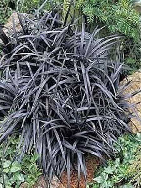 Barbe de serpent 'Niger'