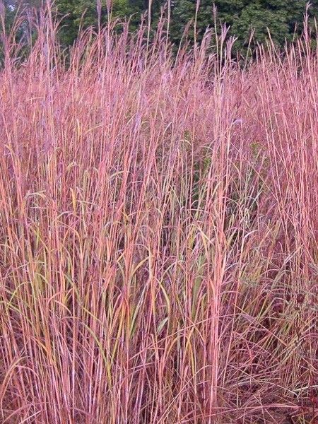 Baron 'Prairie Sommer'