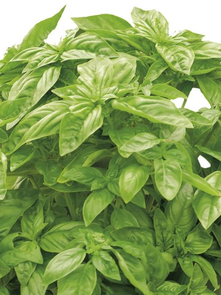 Basilic 'Baristo Grande'