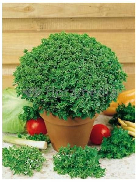 Basilic grand vert 'Pistou'