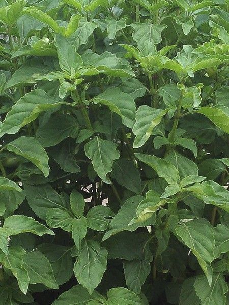 Basilic vivace anisé