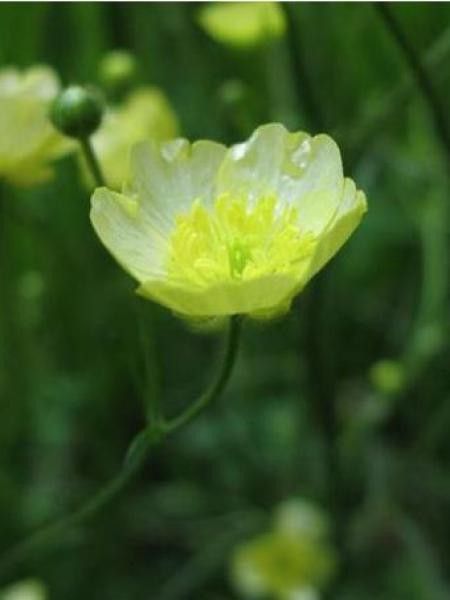 Bassinet 'Sulphureum'