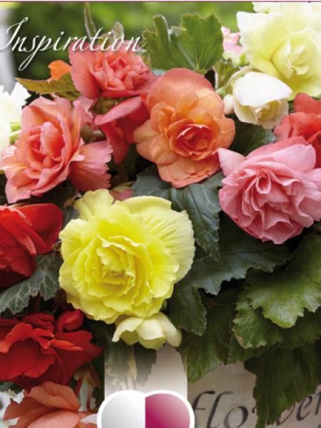 Bégonia 'Blanc et rose'