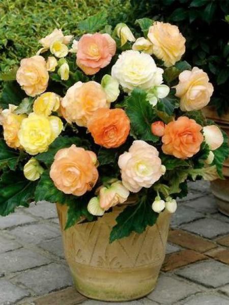 Bégonia érigé double 'Pastel'