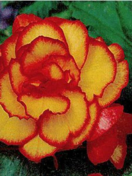 Bégonia érigé double 'Picoté Arlequin'
