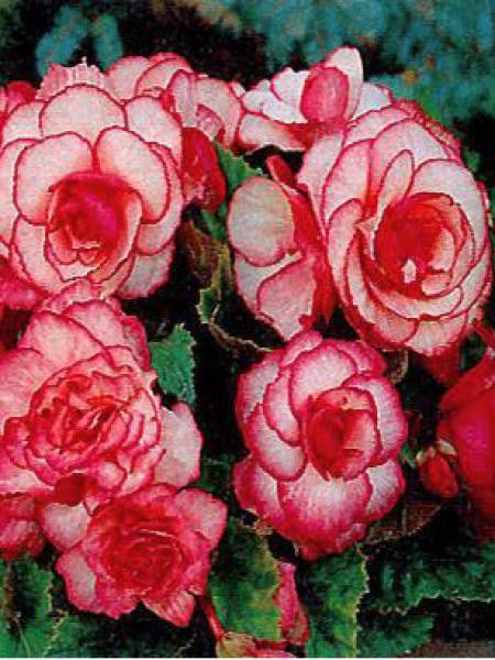 Bégonia érigé double 'Picoté La Fiancée'