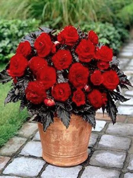 Bégonia érigé double 'Zwitzerland'