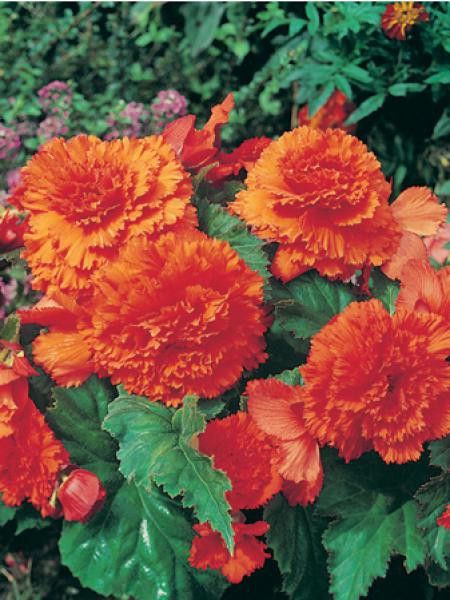 Bégonia 'Fimbriata orange'