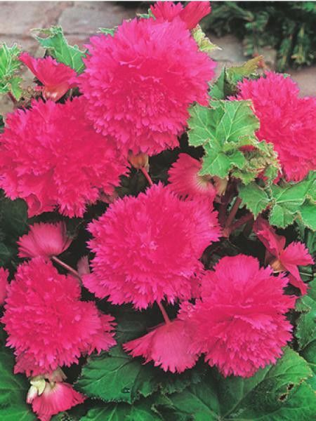 Bégonia 'Fimbriata pink'