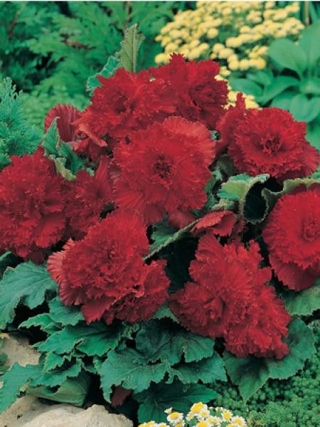Bégonia 'Fimbriata red'