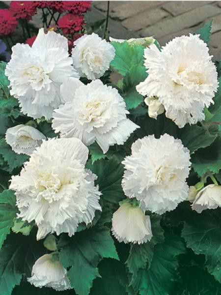 Bégonia 'Fimbriata white'