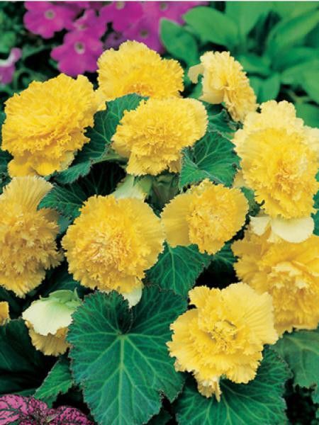 Bégonia 'Fimbriata Yellow'