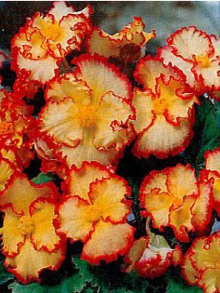 Bégonia fripé 'Jaune-Rouge'
