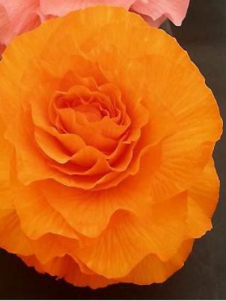 Bégonia géant double 'Orange'