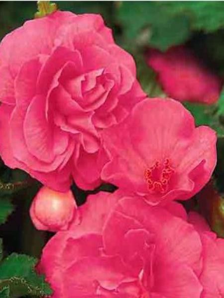 Bégonia géant double 'Rose'