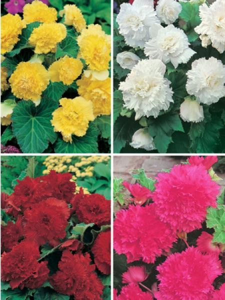 Bégonia 'Mix De Couleur'
