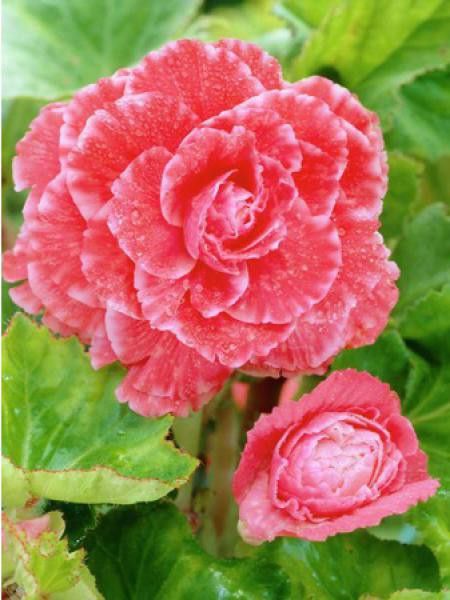 Bégonia ''Picoté Pink Lace''