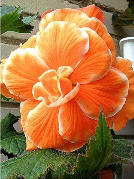 Bégonia ''Picotée Lace Apricot