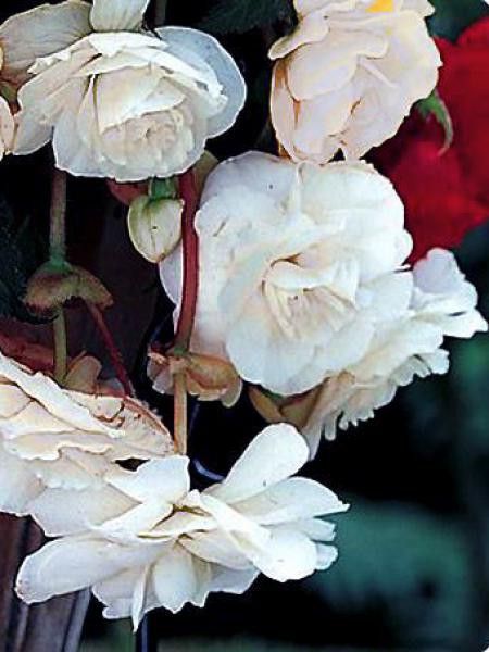 Bégonia retombant -blanc-