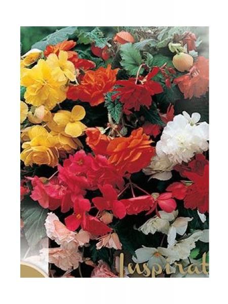 Bégonia retombant en mélange