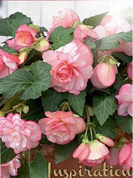 Bégonia retombant 'Floreance'