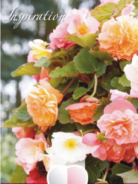 Bégonia retombant 'Mélange Rose Tendre'