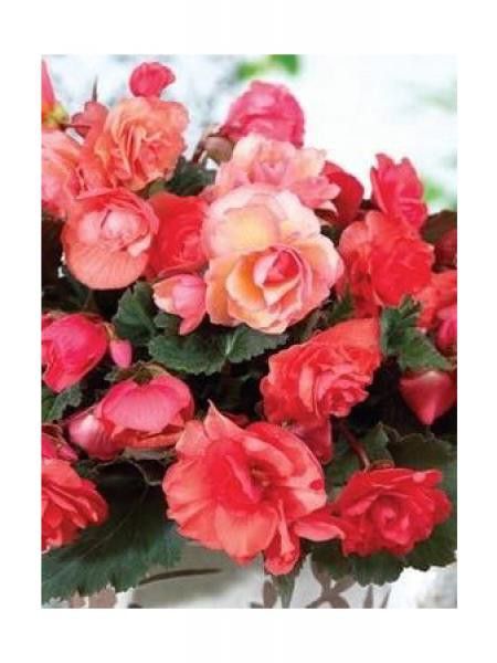 Bégonia retombant 'Odorosa'