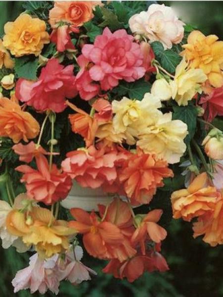 Bégonia retombant 'Pastel'