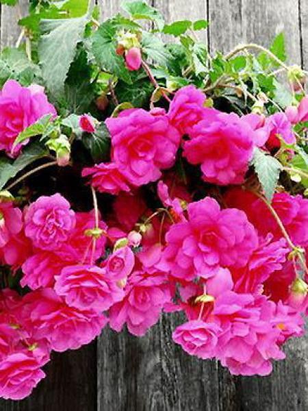 Bégonia retombant 'Rose'