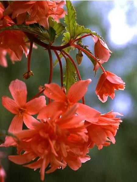 Bégonia retombant 'Saumon'