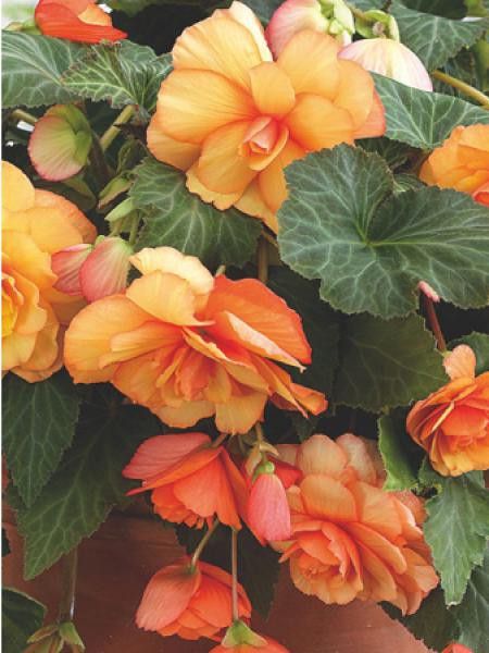 Bégonia retombant 'Sunray'