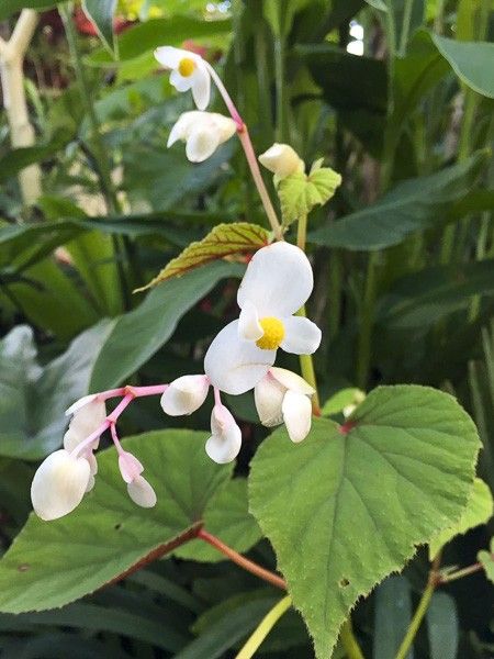 Bégonia rustique 'Alba'