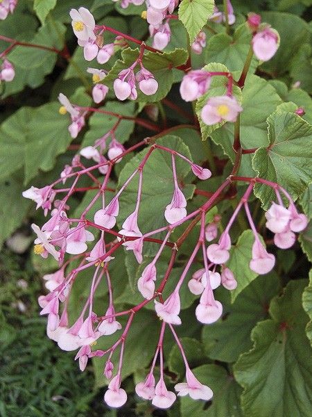 Bégonia rustique