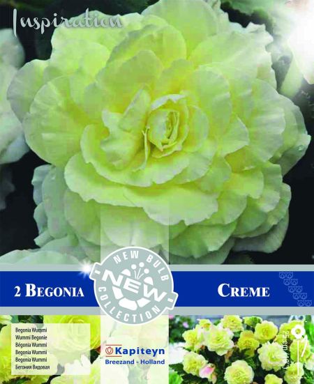 Bégonia Wummi 'Creme'