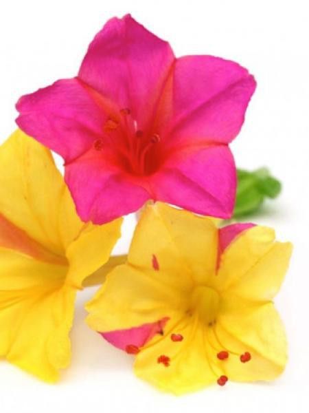 Belle-de-Nuit en mélange