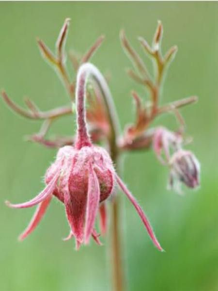 Benoîte à trois fleurs