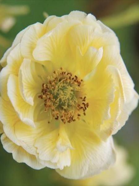 Benoite 'Cocktail Gimlet'