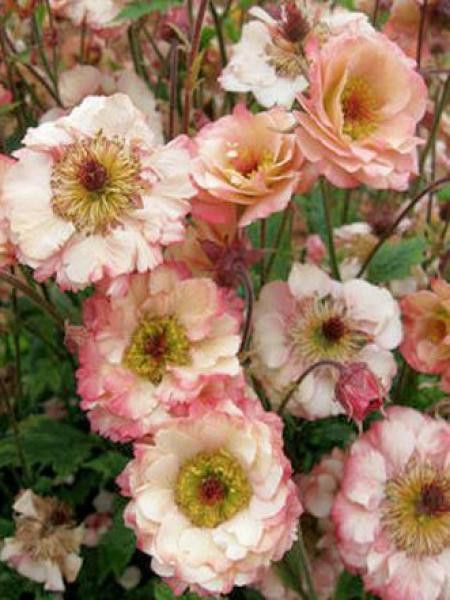 Benoite 'Cosmopolitan'®