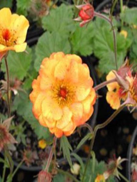 Benoite des rives 'Coppertone'