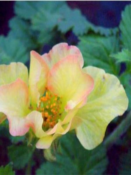 Benoîte des rives 'Lionel Cox'