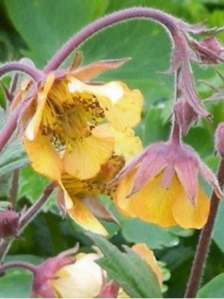 Benoîte des rives 'Marmalade'