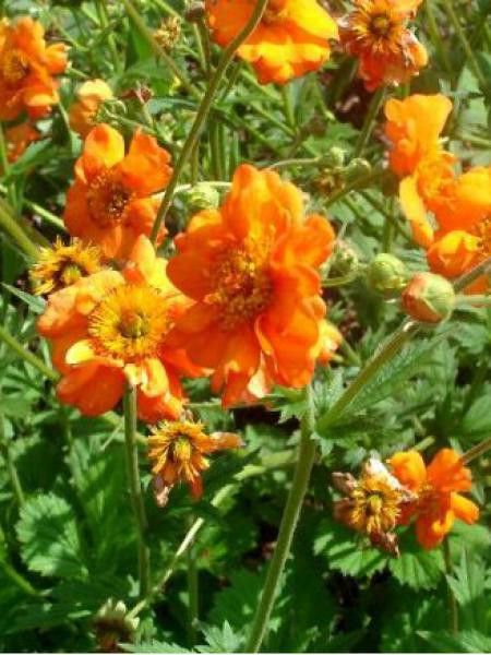 Benoîte 'Dolly North'