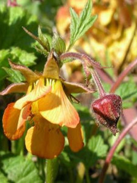 Benoite 'Marmelade'