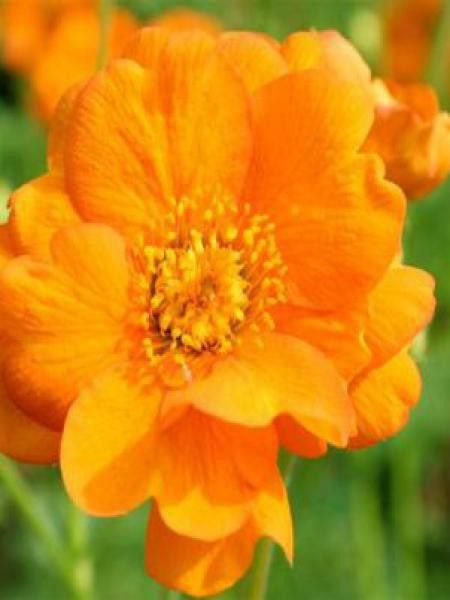 Benoîte 'Princess Juliana'