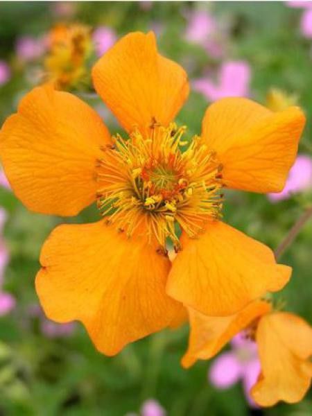 Benoite 'Prinses Juliana'