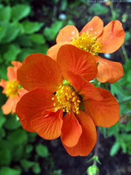 Benoîte 'Sigiswang'