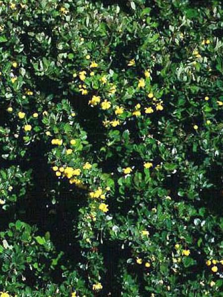 Berberis buxifolia 'Nana'