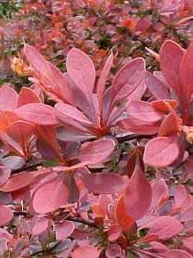 Berbéris 'Wallich's Purple'