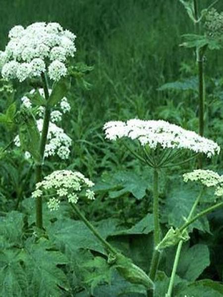 Berce sphondylium